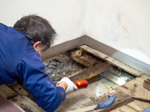Best Health and Safety Mold Remediation in Bensville, MD