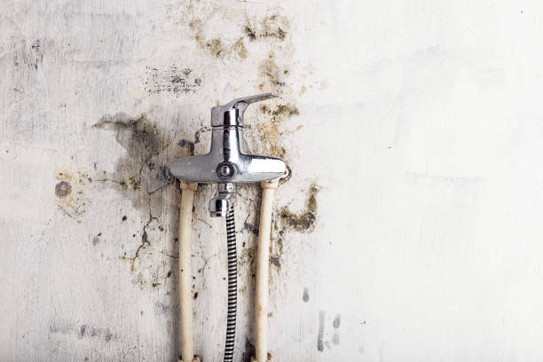 Best Bathroom Mold Remediation in Bensville, MD