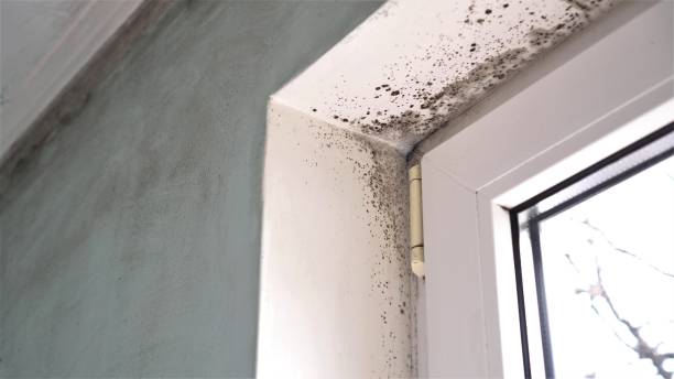 Best Black Mold Remediation in Bensville, MD