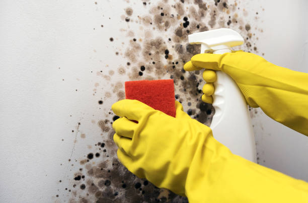 Best White Mold Remediation in Bensville, MD